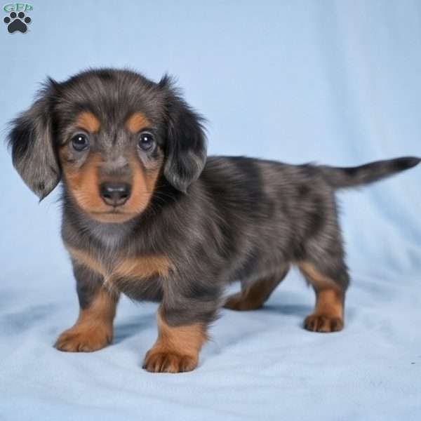 Bella, Dachshund Puppy